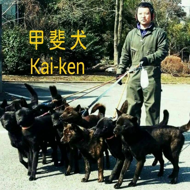 尾川ブリーダーの画像