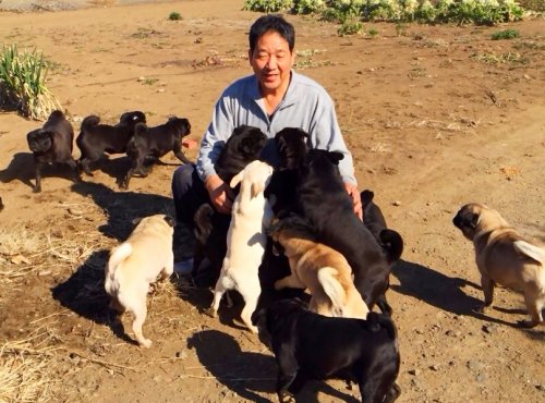 本間ブリーダーの画像