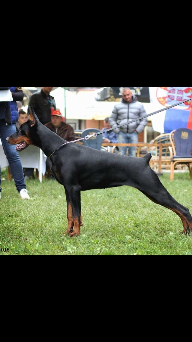 柴犬 ブリーダーズ ブリーダーの詳細