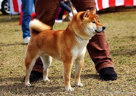 鈴木ブリーダーの画像