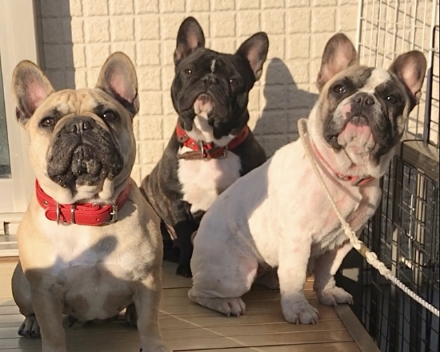 伊井ブリーダーの画像