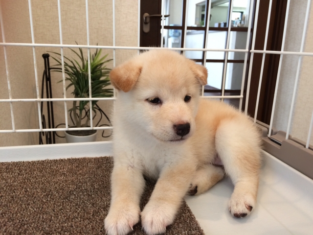 柴犬 ブリーダーズ 柴犬 白 女の子 兵庫県