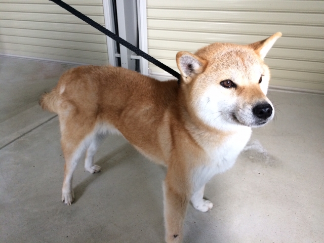 柴犬・ブリーダーズ｜柴犬 赤 ♀（女の子） 兵庫県