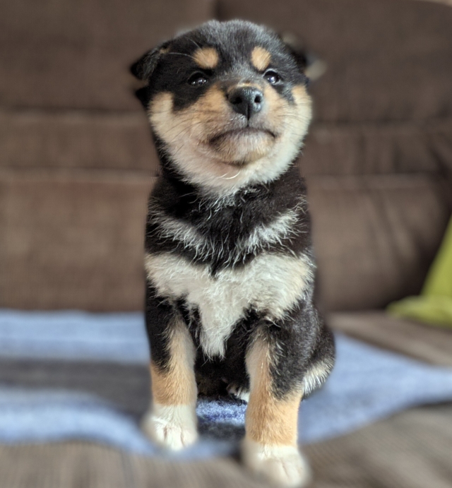 柴犬 ブリーダーズ 柴犬 黒 女の子 三重県