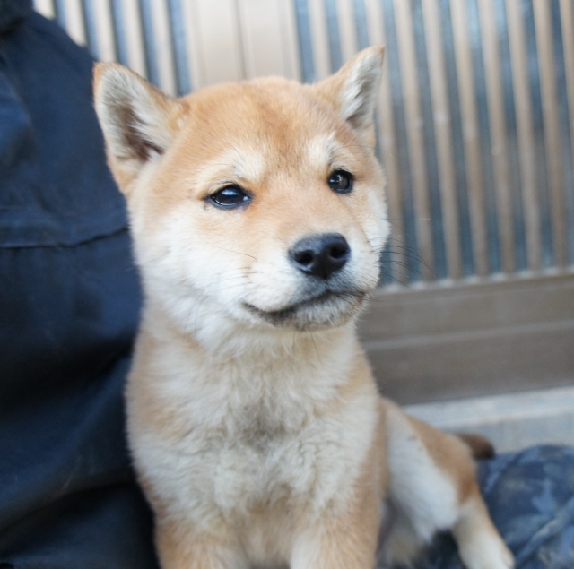 柴犬・ブリーダーズ｜柴犬 赤 ♂（男の子） 千葉県