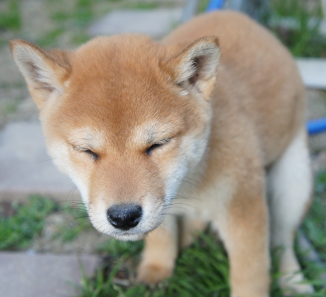 柴犬・ブリーダーズ｜柴犬 赤 ♂（男の子） 千葉県